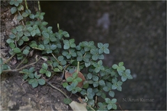 Peperomia tetraphylla